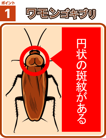 害虫・害獣駆除のバスターズjp